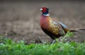 Rose Lake Game Area Pheasant Opens in new window