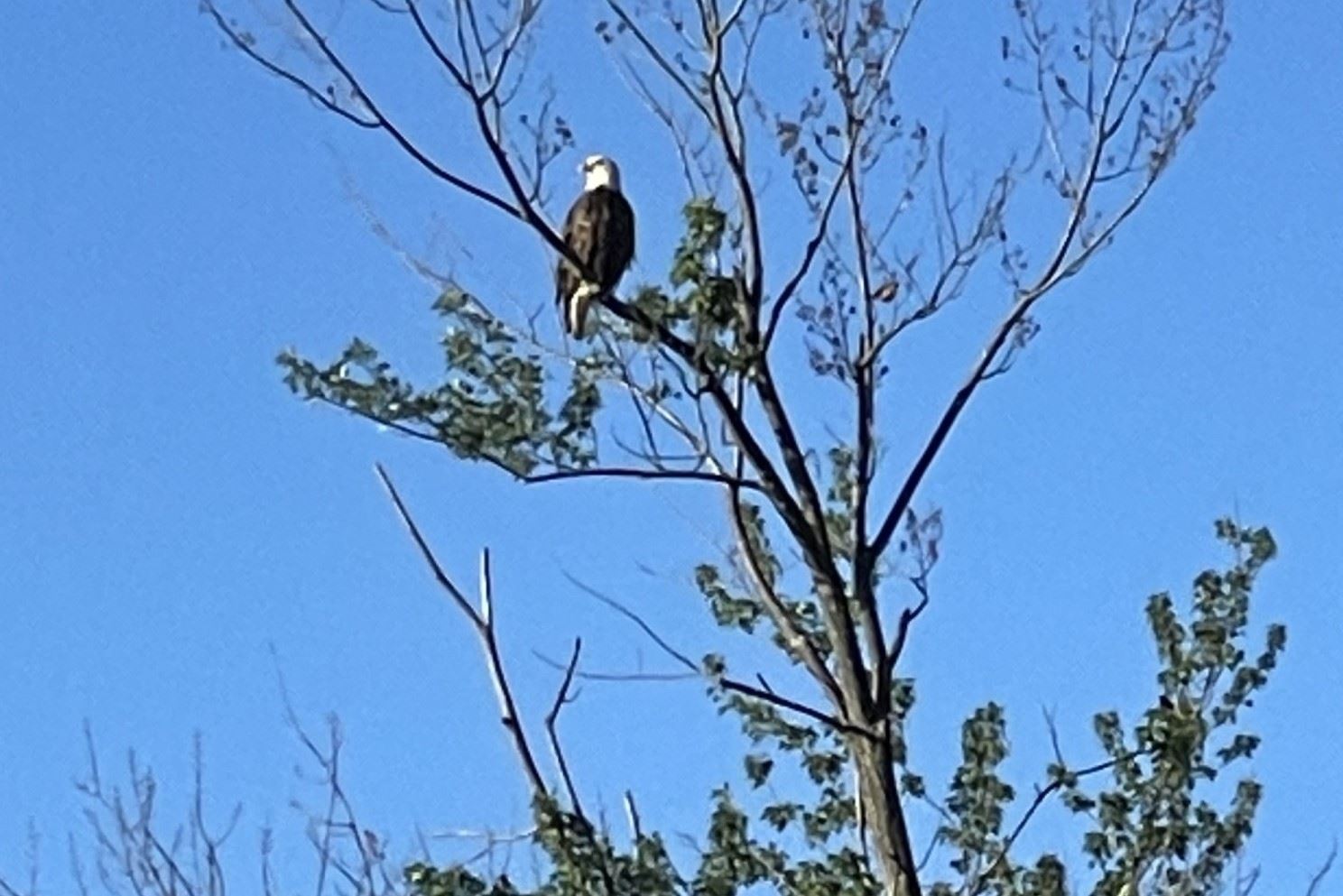 Bald Eagle in Motz